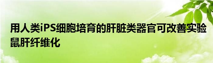 用人类iPS细胞培育的肝脏类器官可改善实验鼠肝纤维化