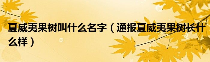 夏威夷果树叫什么名字（通报夏威夷果树长什么样）