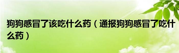 狗狗感冒了该吃什么药（通报狗狗感冒了吃什么药）