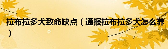 拉布拉多犬致命缺点（通报拉布拉多犬怎么养）