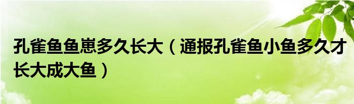 孔雀鱼鱼崽多久长大（通报孔雀鱼小鱼多久才长大成大鱼）