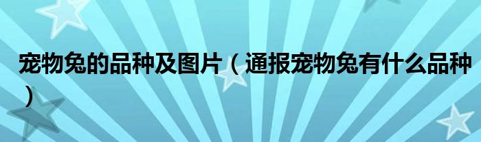 宠物兔的品种及图片（通报宠物兔有什么品种）