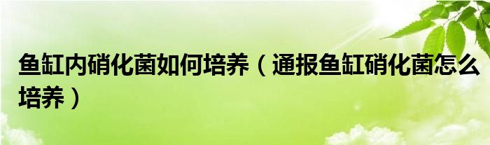 鱼缸内硝化菌如何培养（通报鱼缸硝化菌怎么培养）